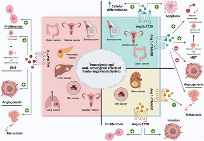 The Effect of Local Renin Angiotensin System in the Common Types of Cancer